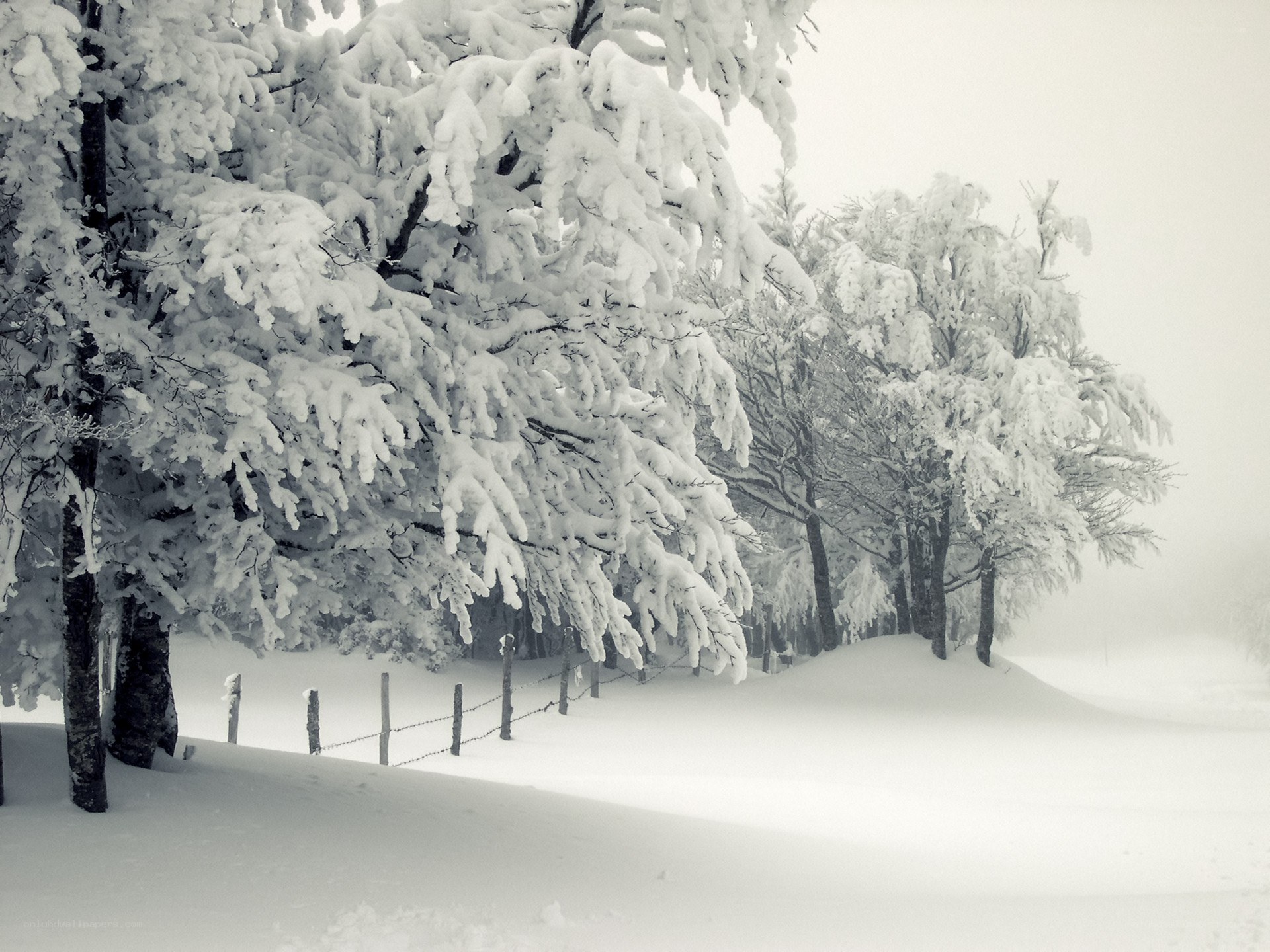 Snow-covered trees in winter
