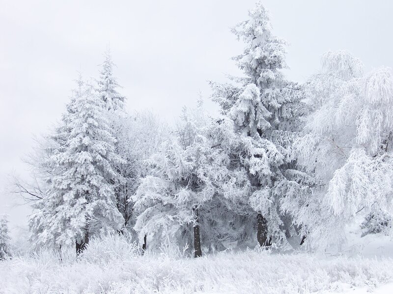 Snow-covered trees in winter