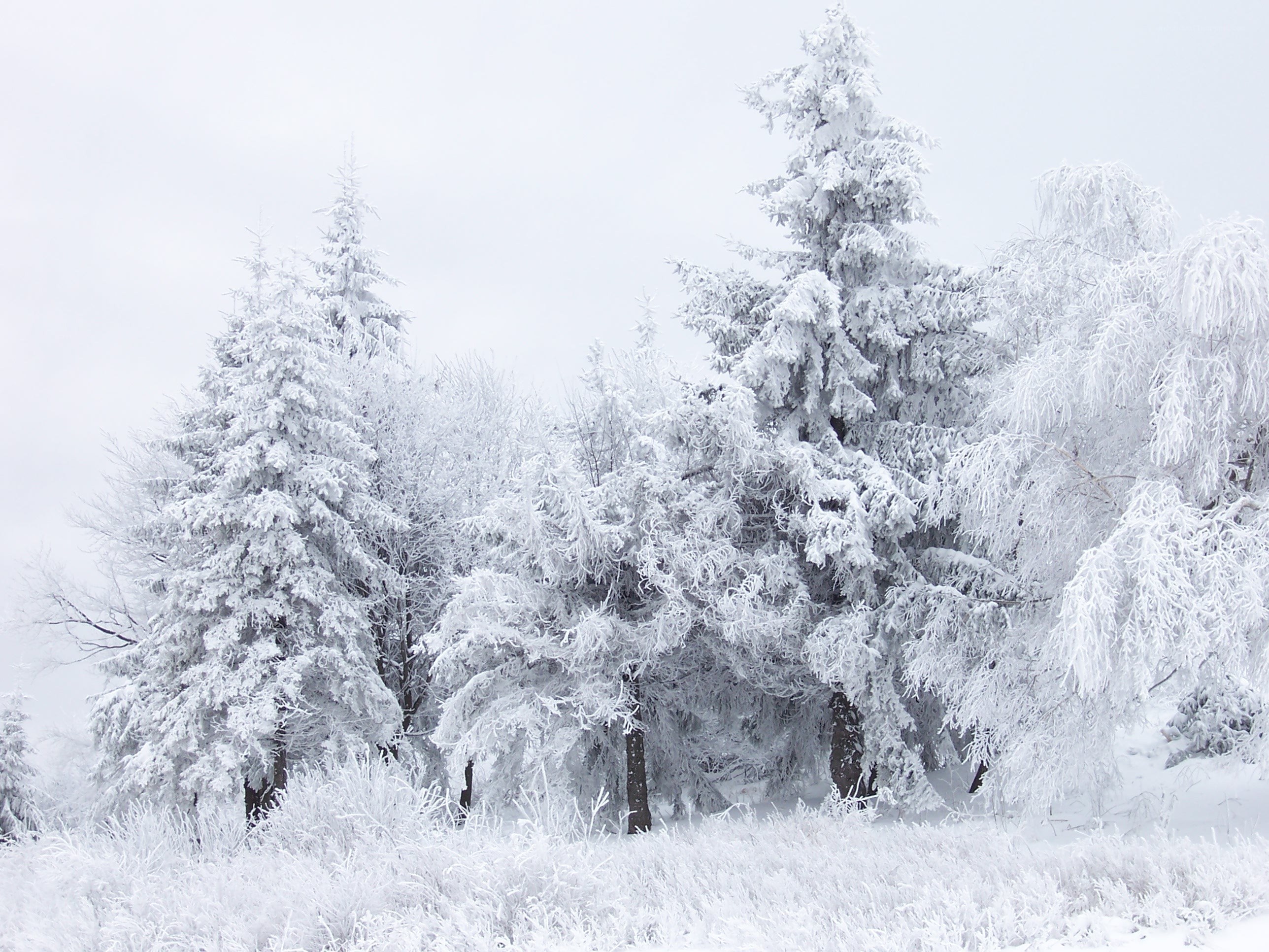 Snow-covered trees in winter