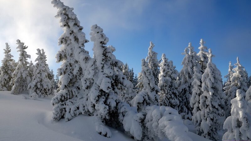 snow-covered trees in winter