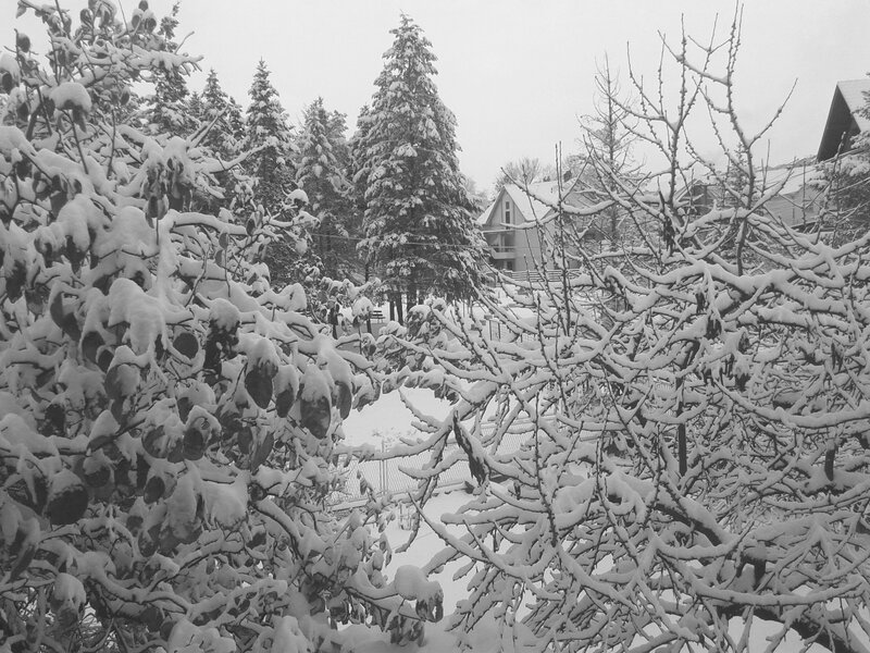 Snow-covered trees in winter