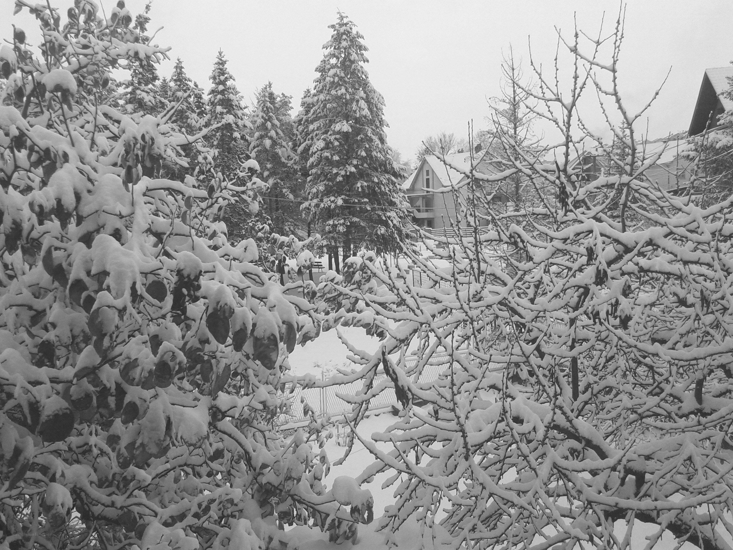 Snow-covered trees in winter