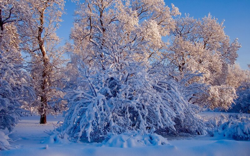 Snow-covered trees in winter