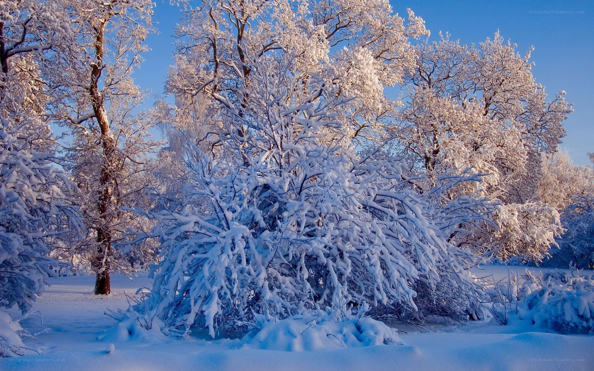 Snow-covered trees in winter