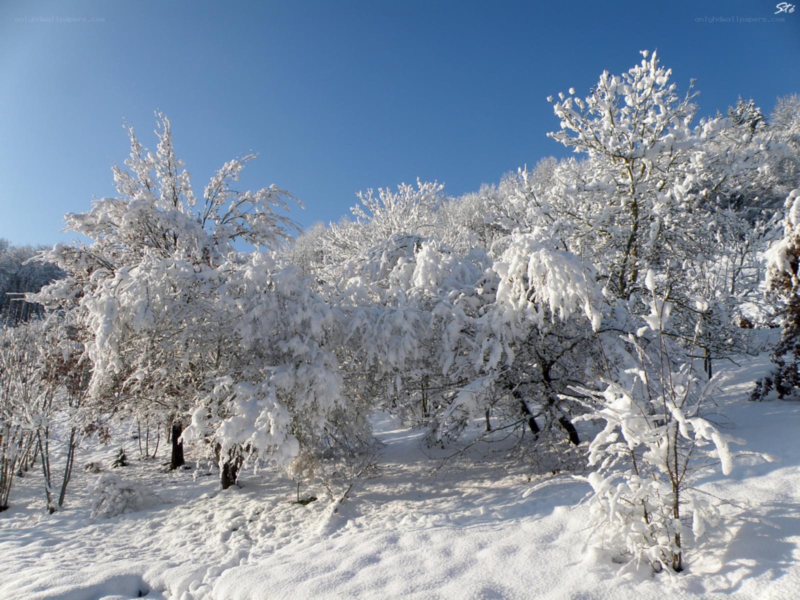 Snow-covered trees in winter