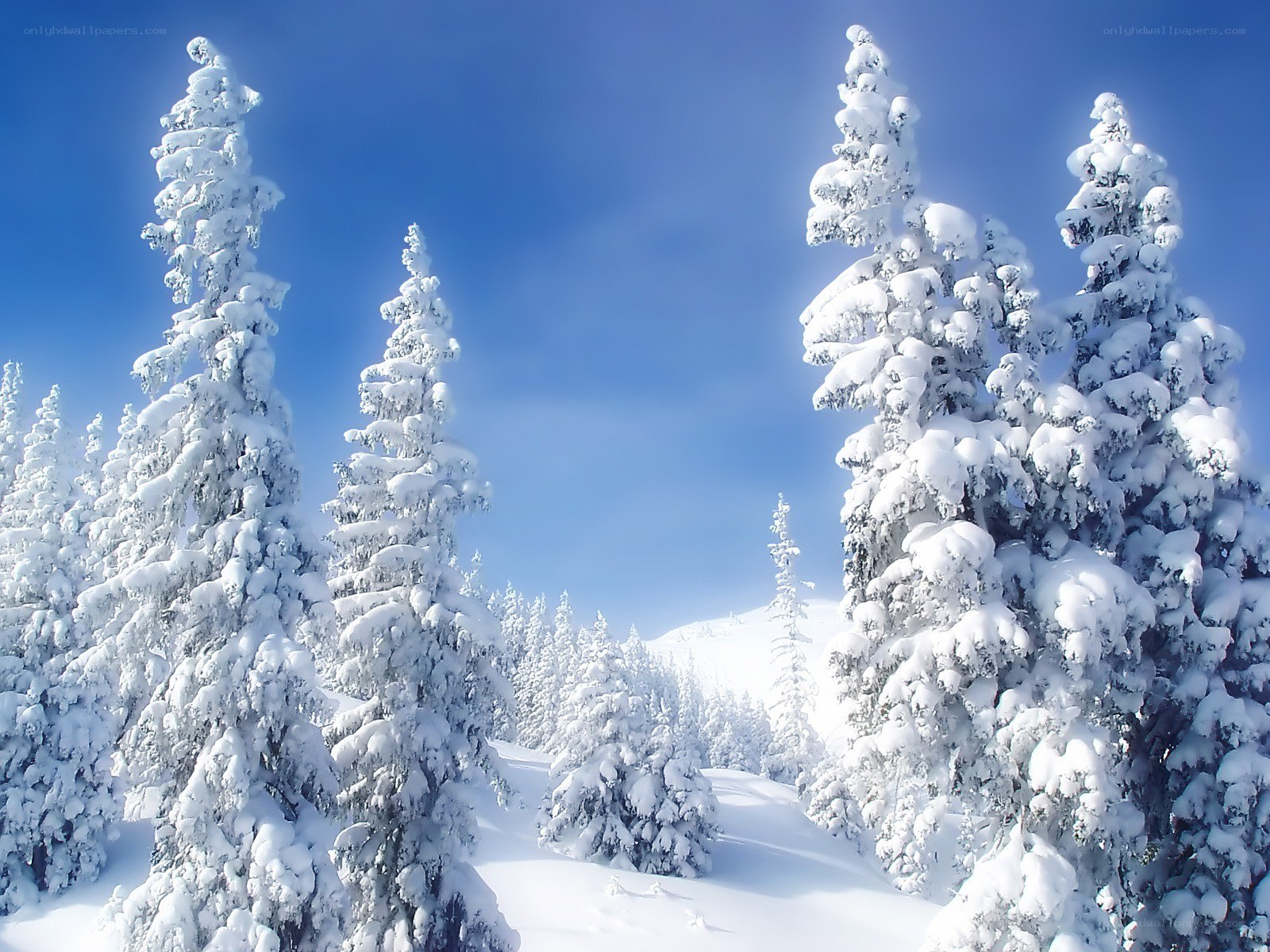 Snow-covered trees in winter