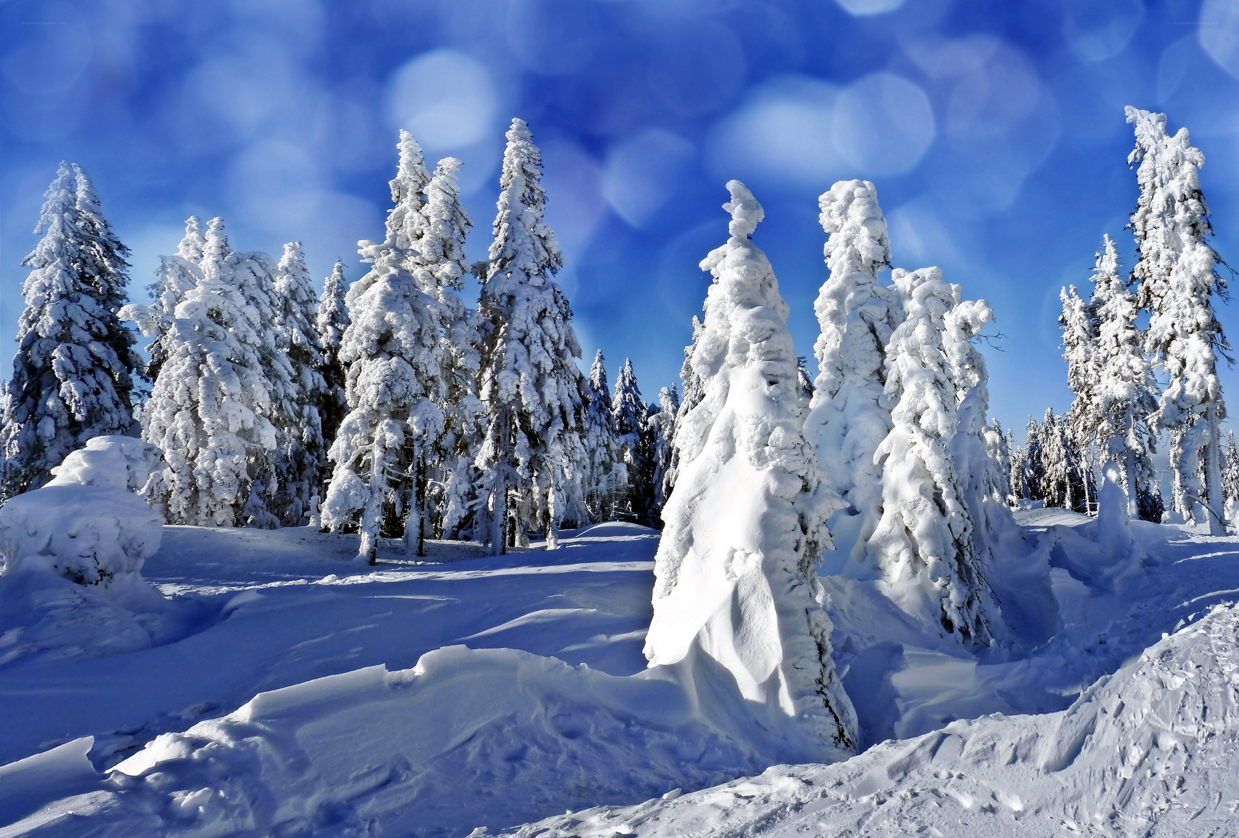 Snow-covered trees in winter