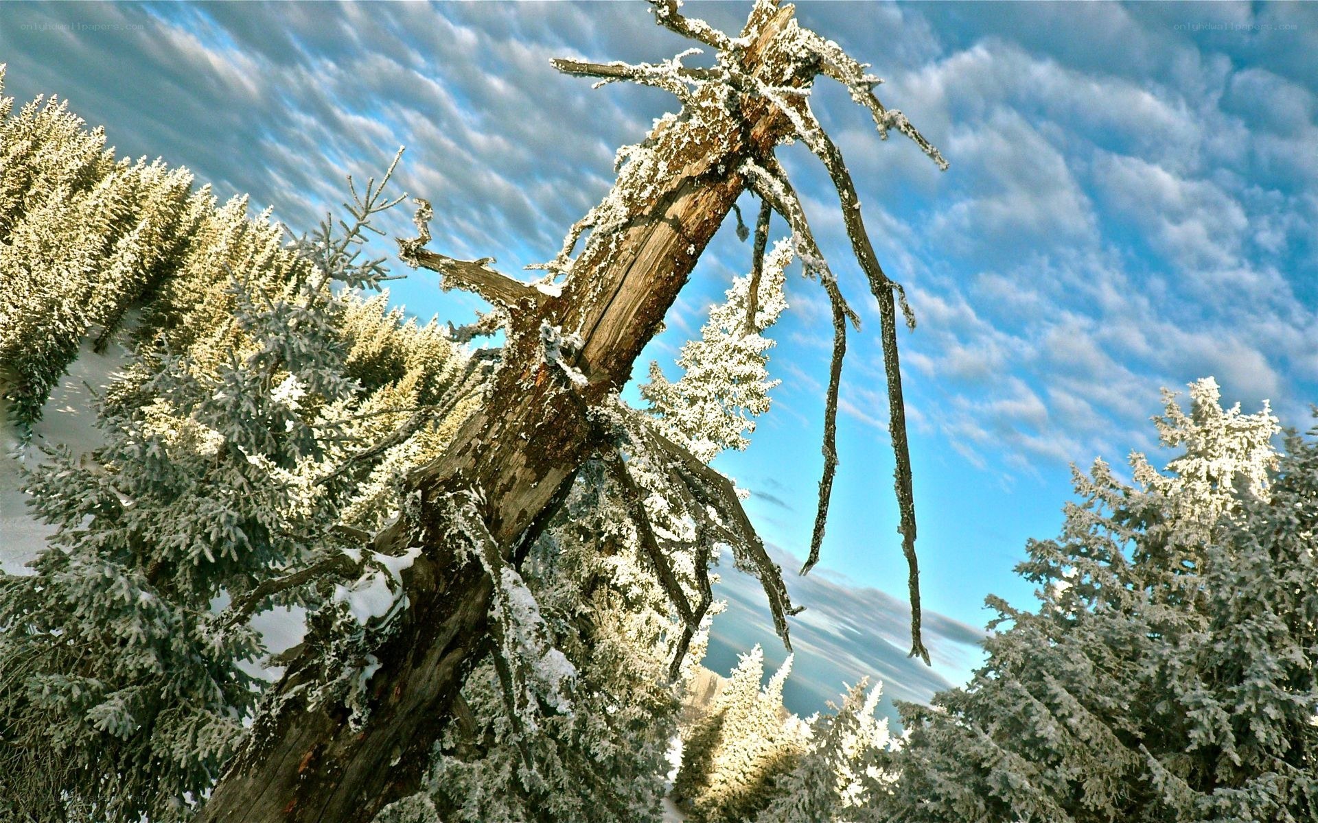 snow-covered trees in winter