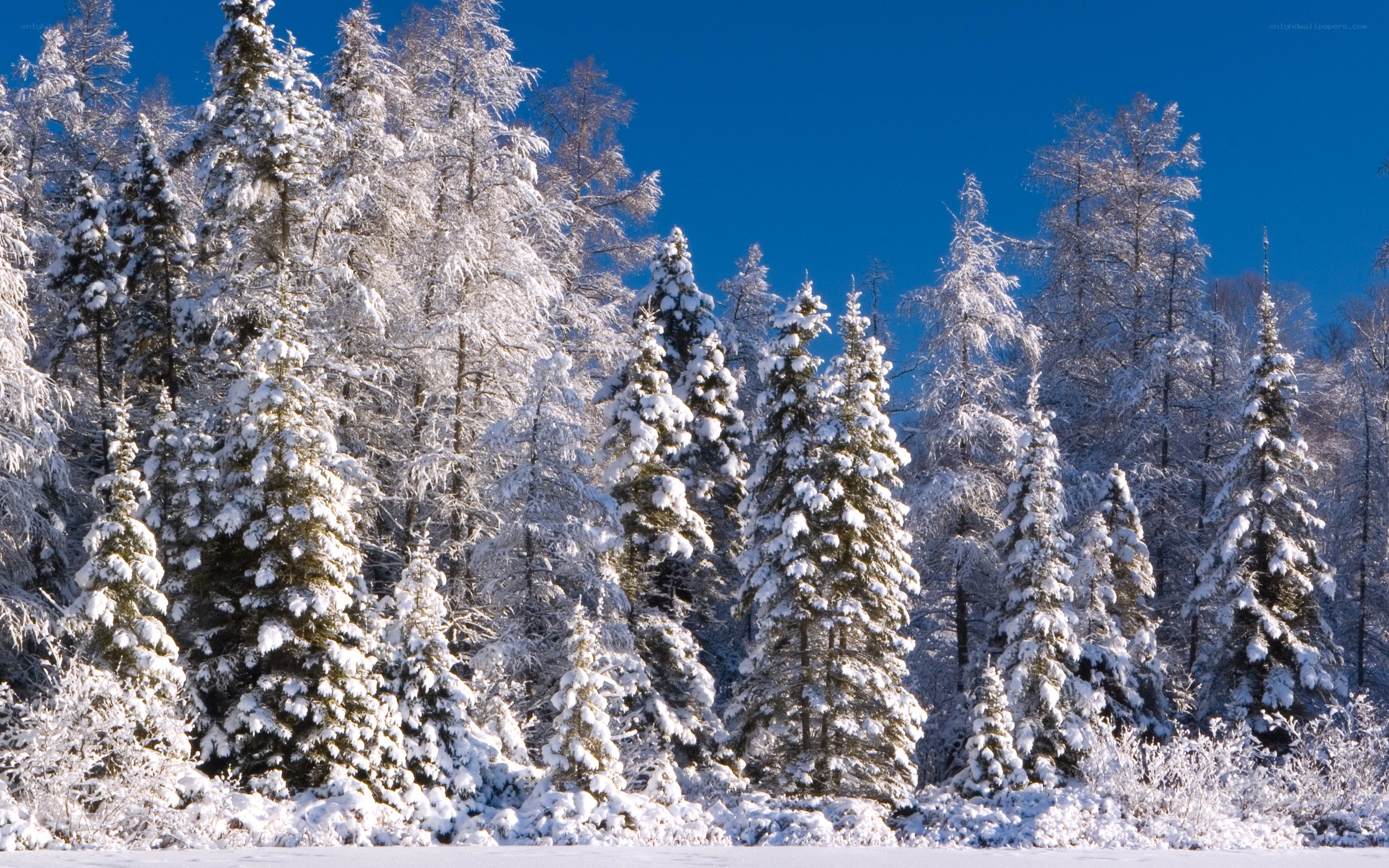 snow-covered trees in winter