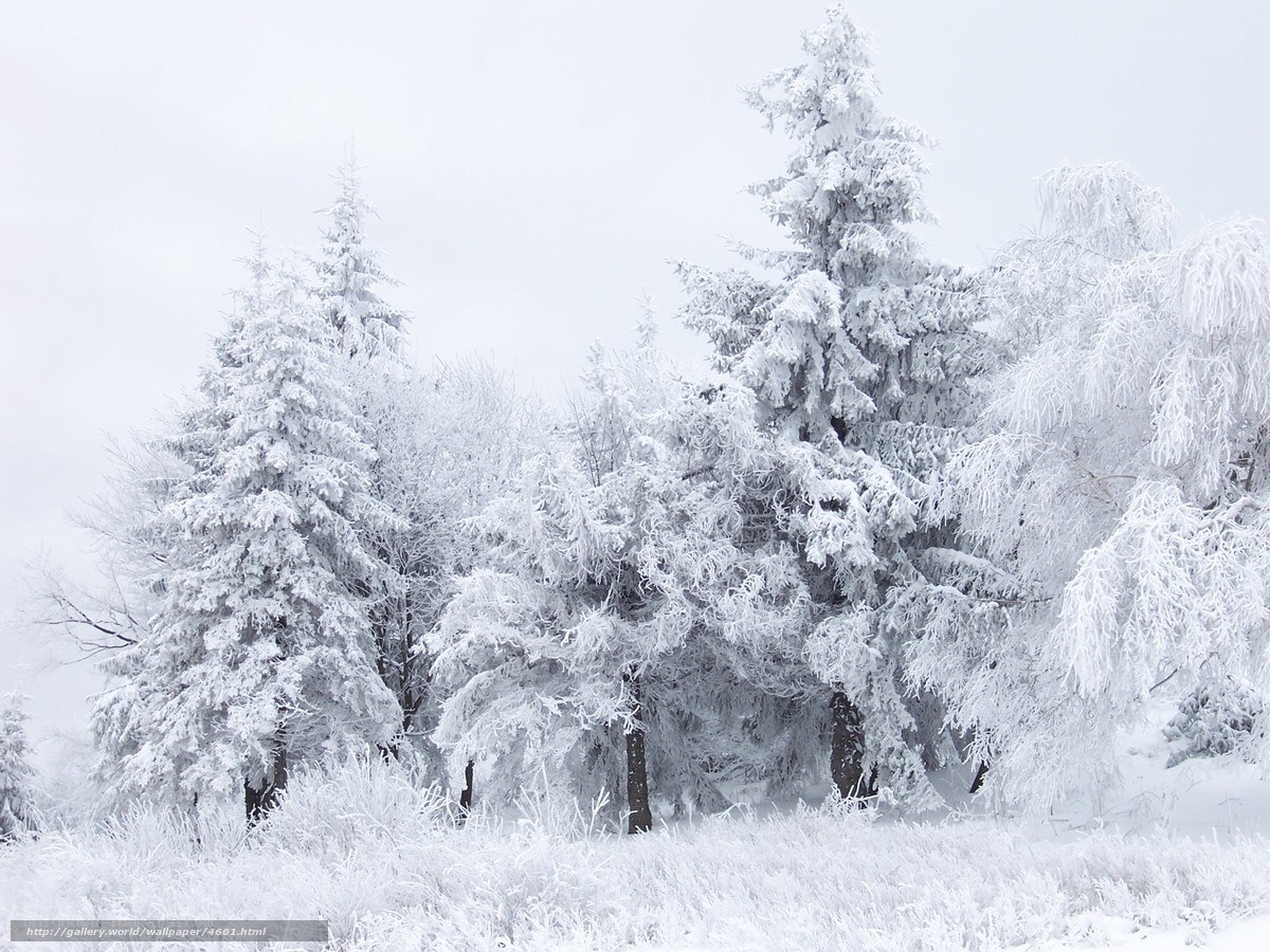 Snow-covered trees in winter