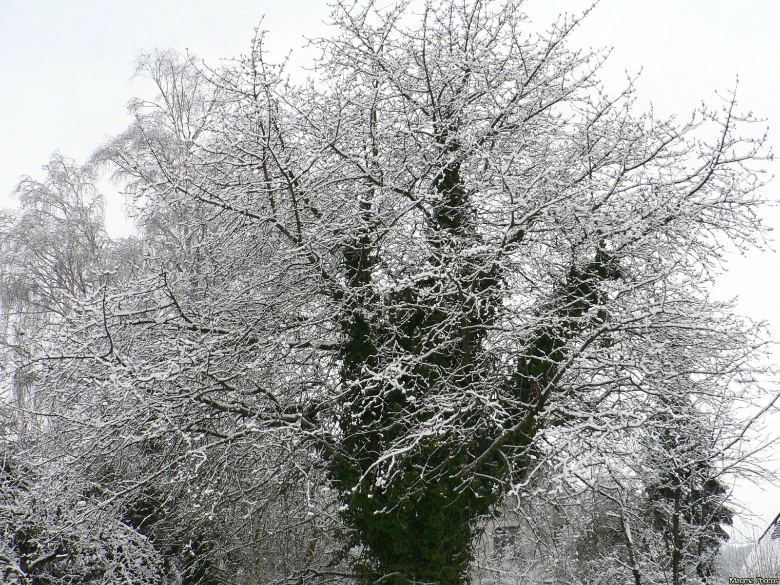 Snow-covered trees in winter