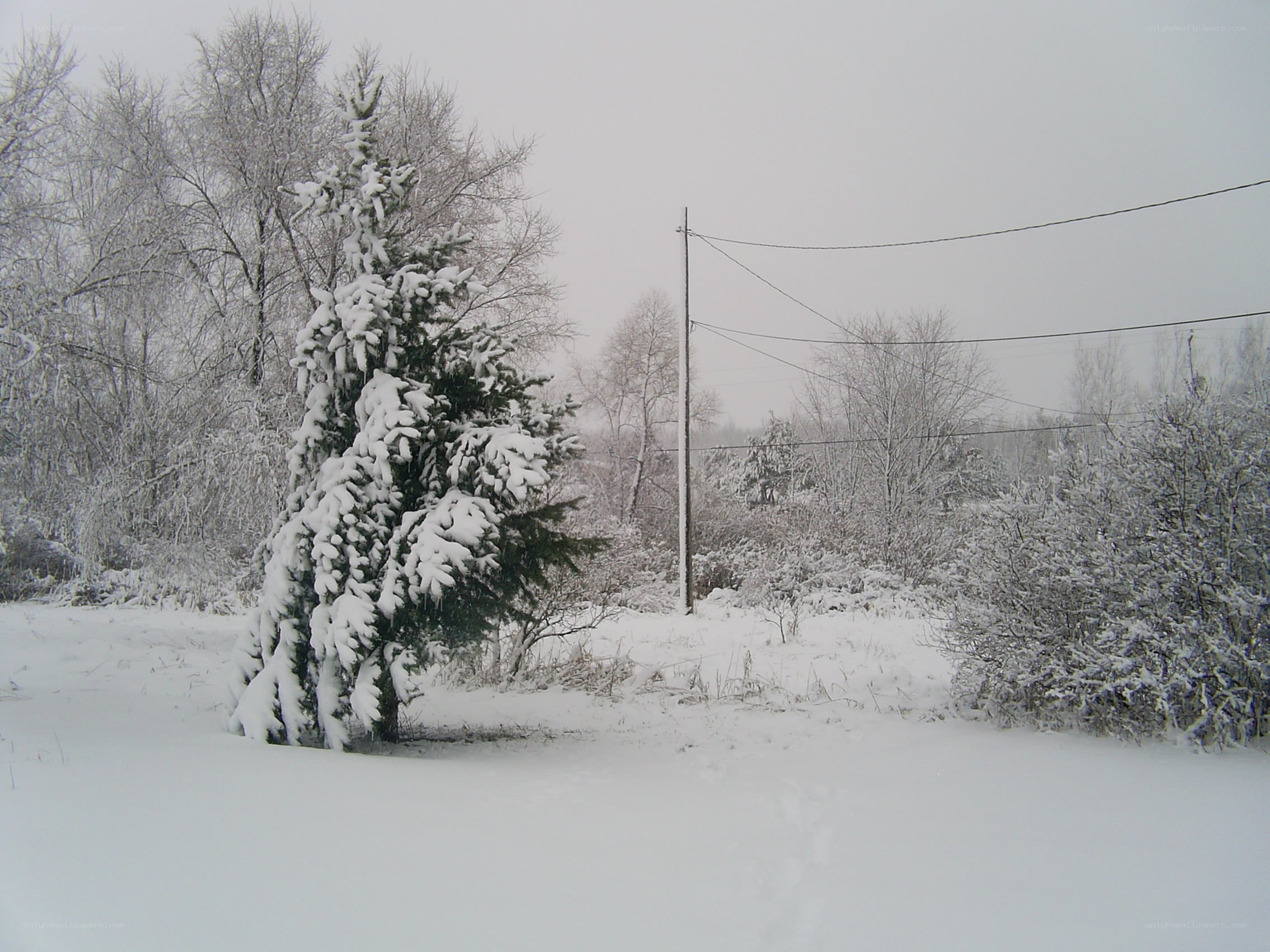 Snow-covered trees in winter