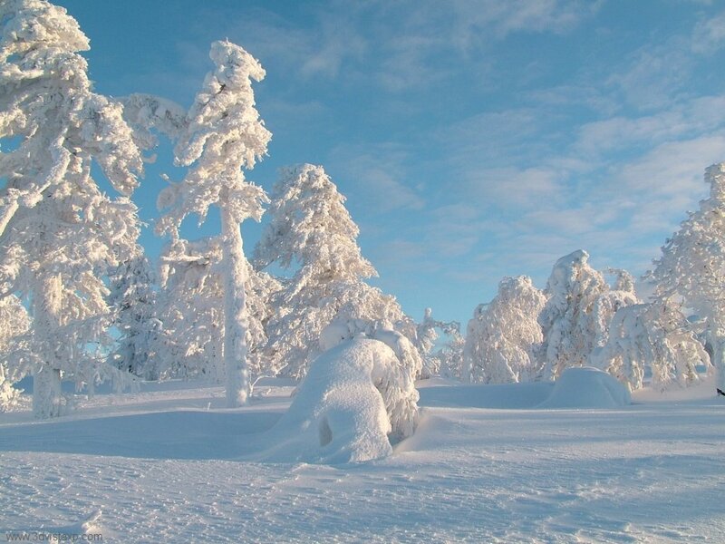 Snow-covered trees in winter