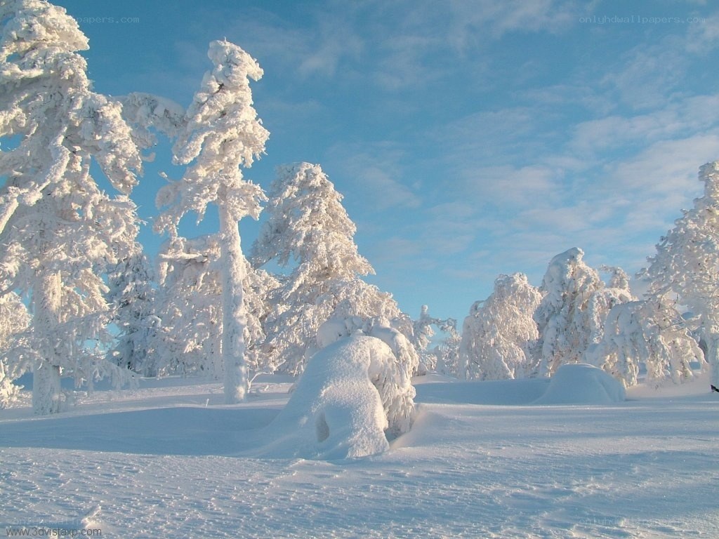 Snow-covered trees in winter