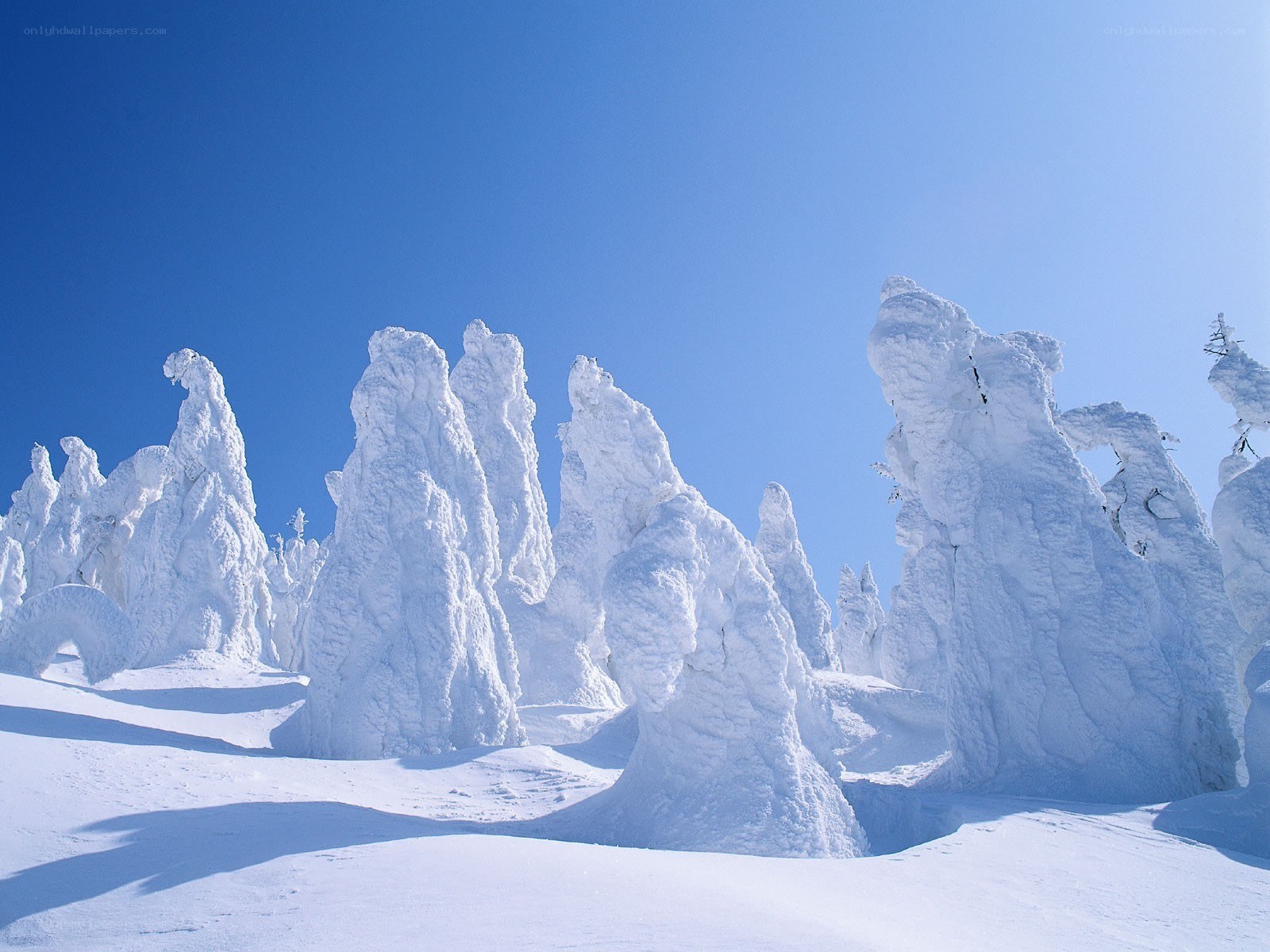 Snow-covered trees in winter