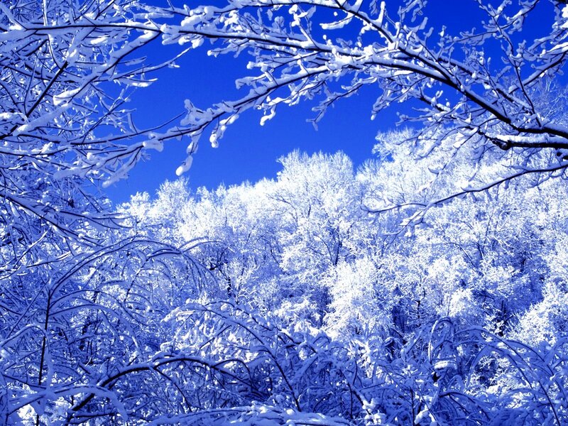 Snow-covered trees in winter