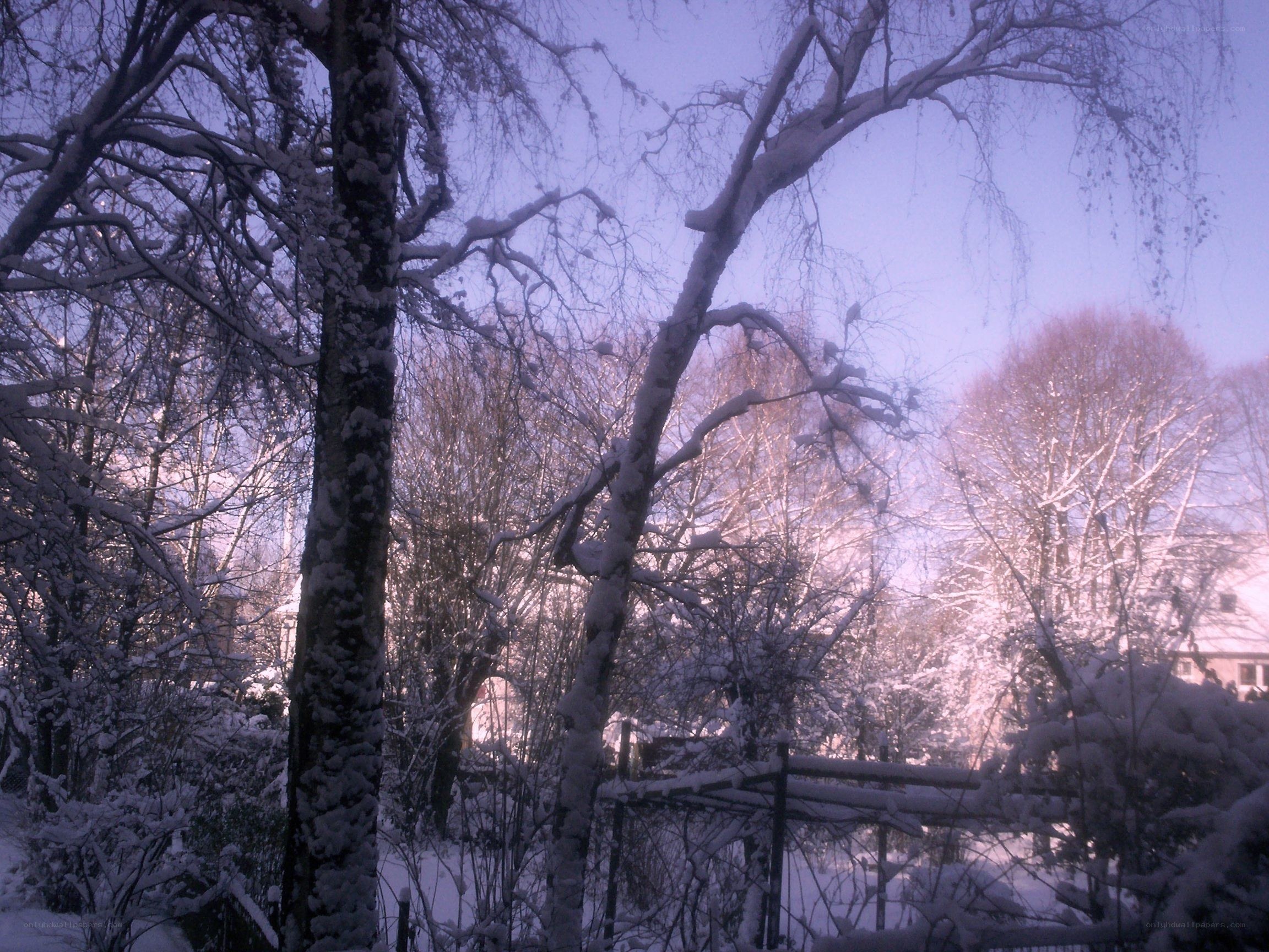 Snow-covered trees in winter