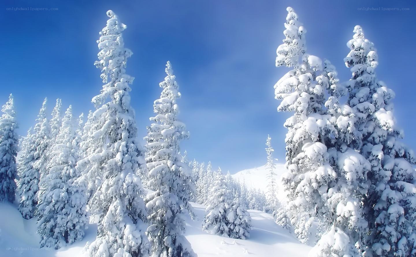 Snow-covered trees in winter