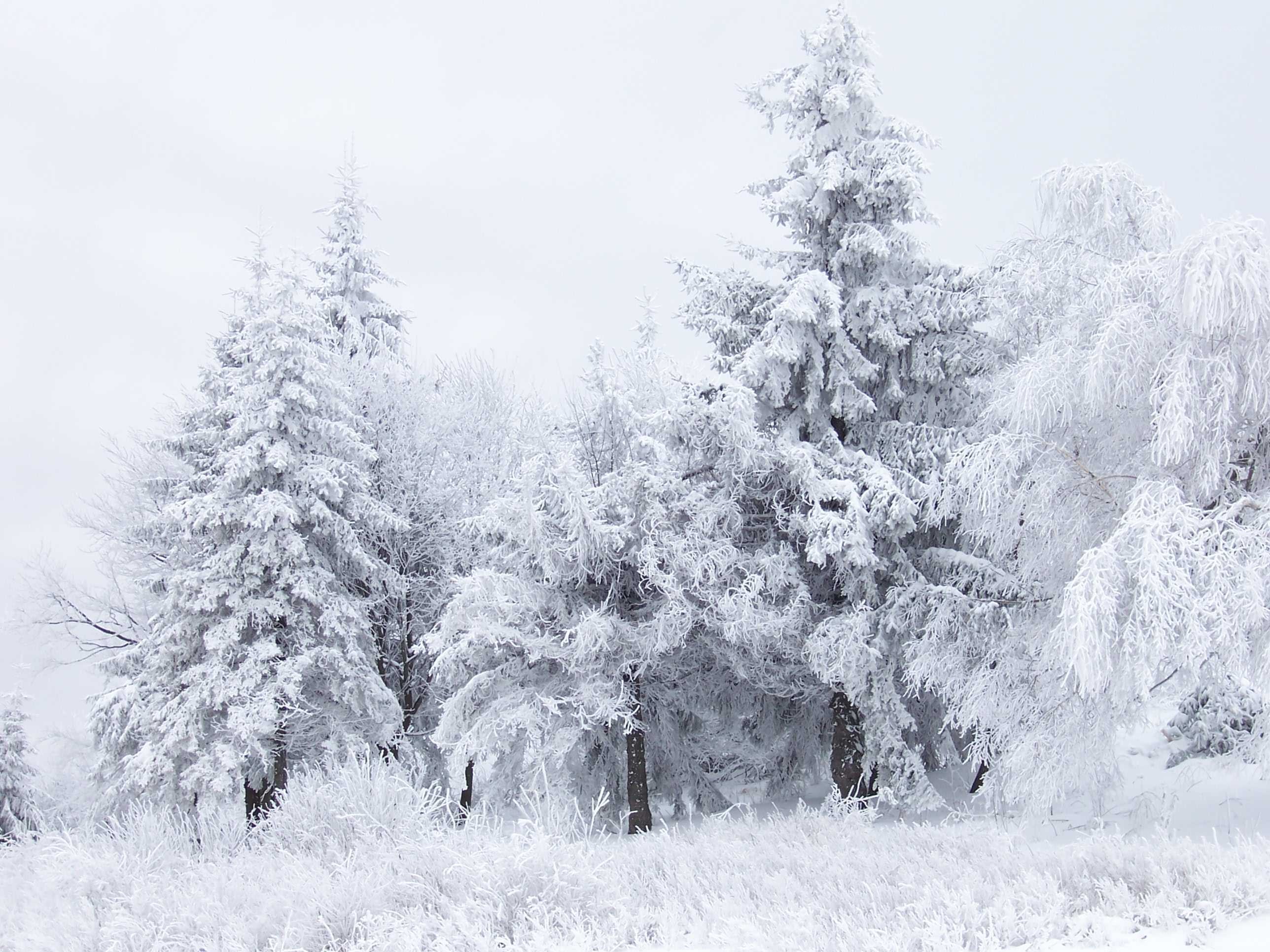 Snow-covered trees in winter