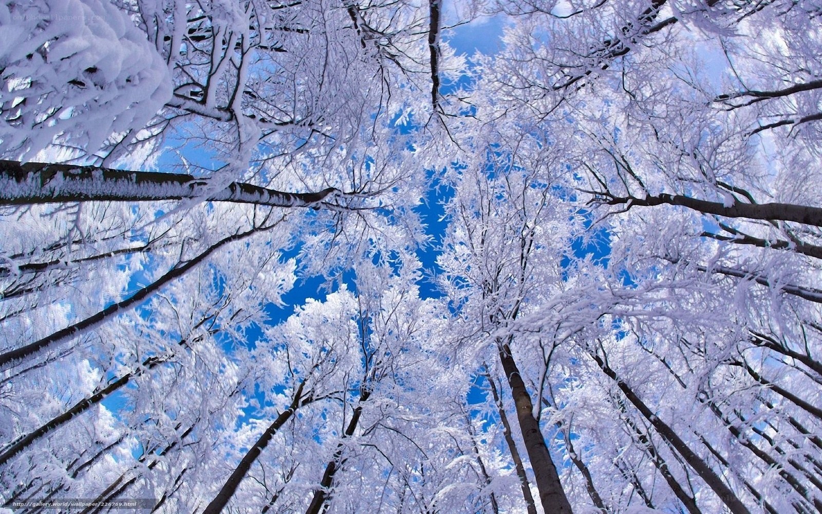 Snow-covered trees in winter