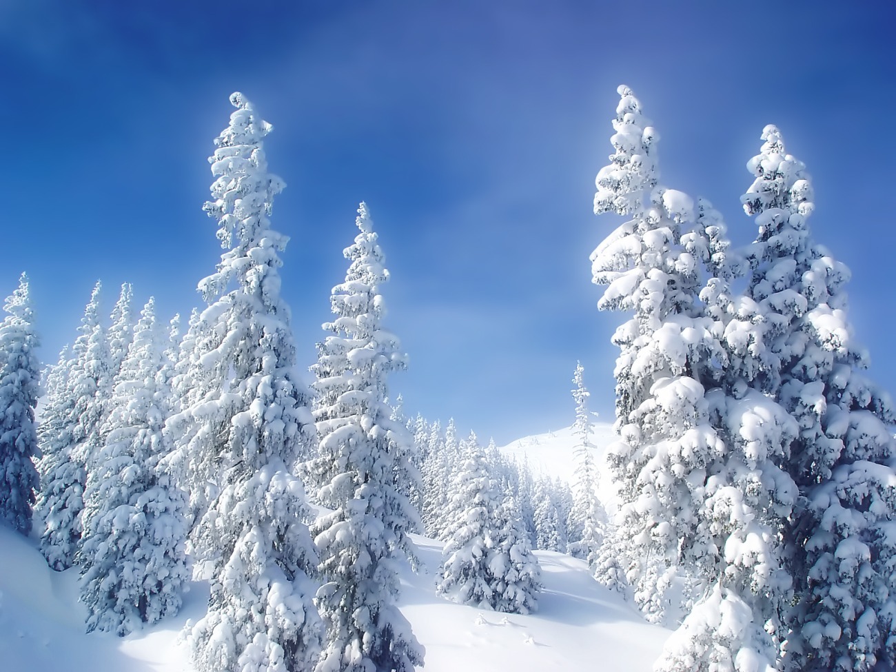 Snow-covered trees in winter