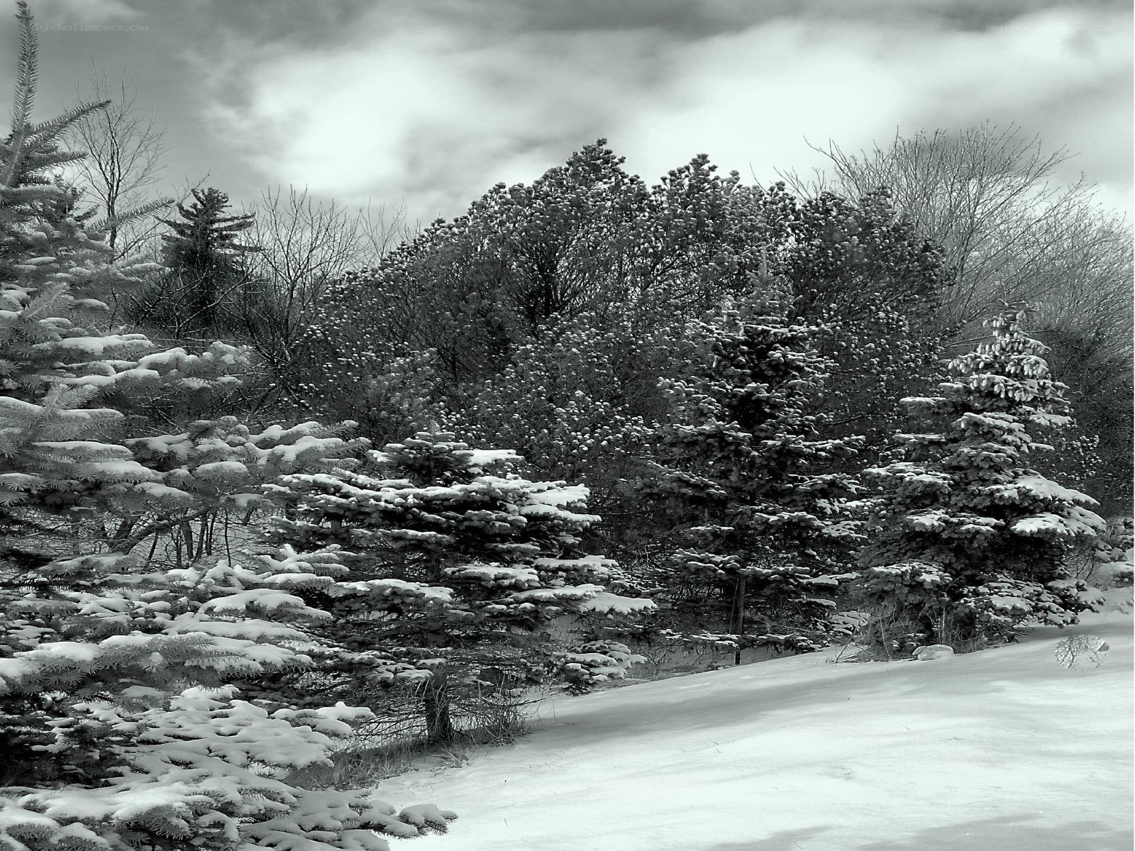 Snow-covered trees in winter