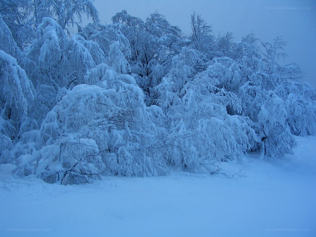snow-covered trees in winter