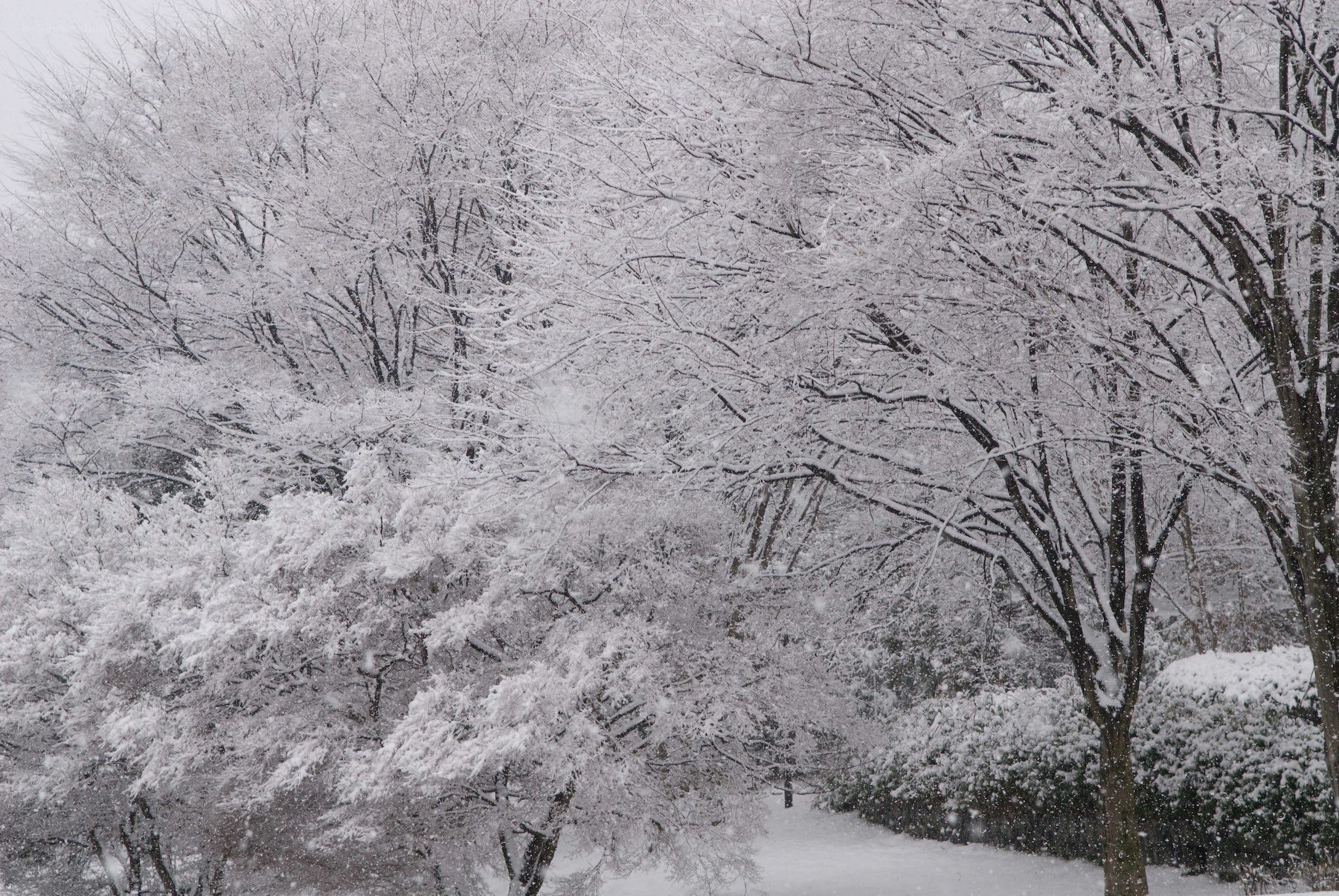 Snow-covered trees in winter