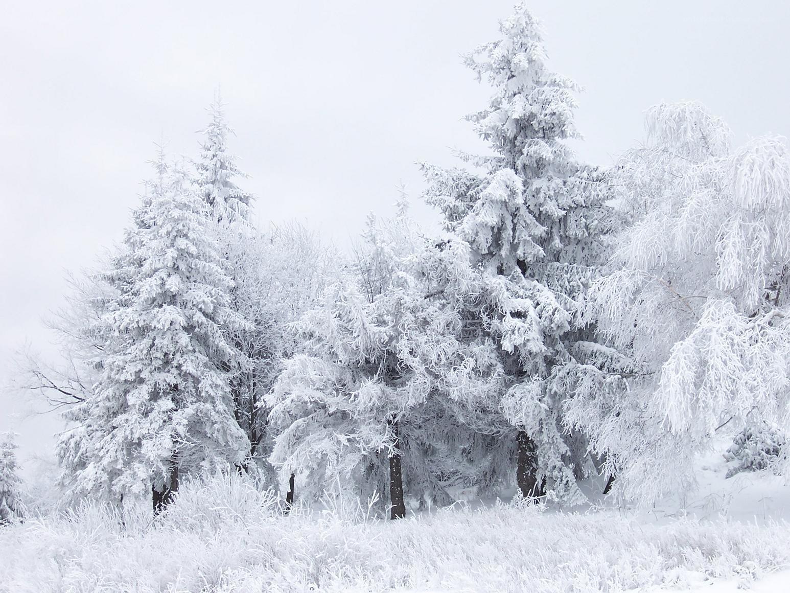 snow-covered trees in winter