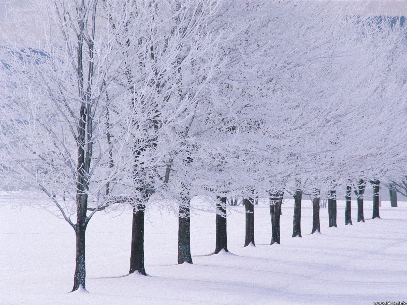 Snow-covered trees in winter