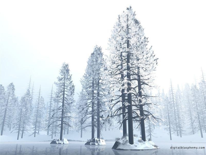 snow-covered trees in winter
