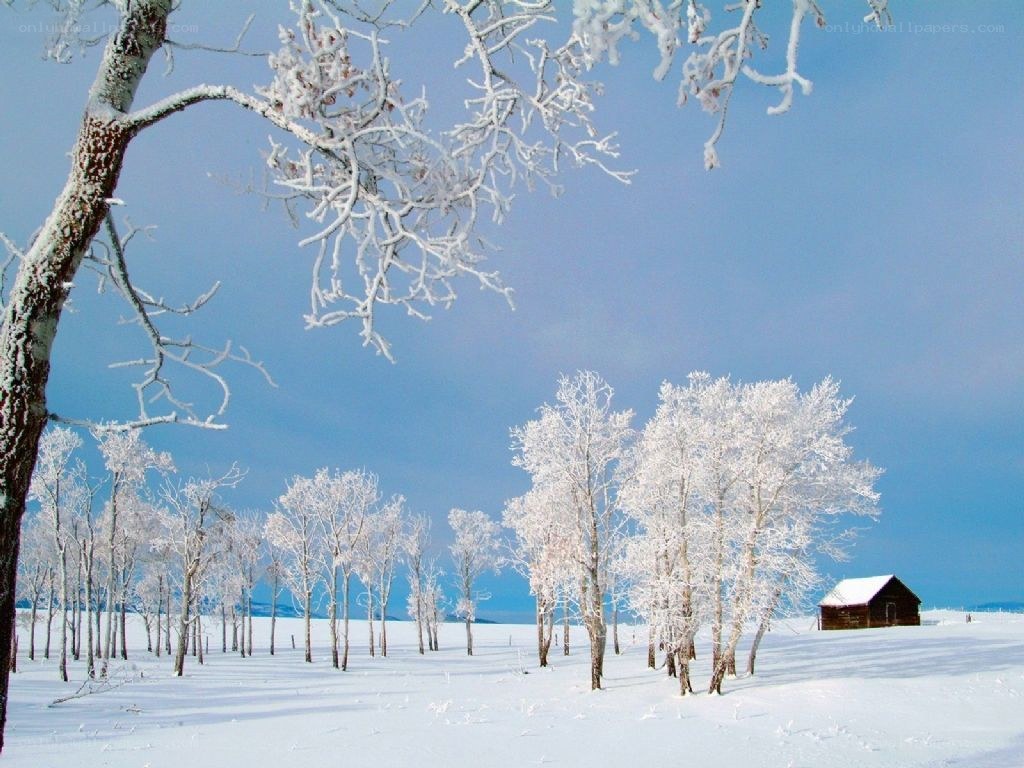 Snow-covered trees in winter