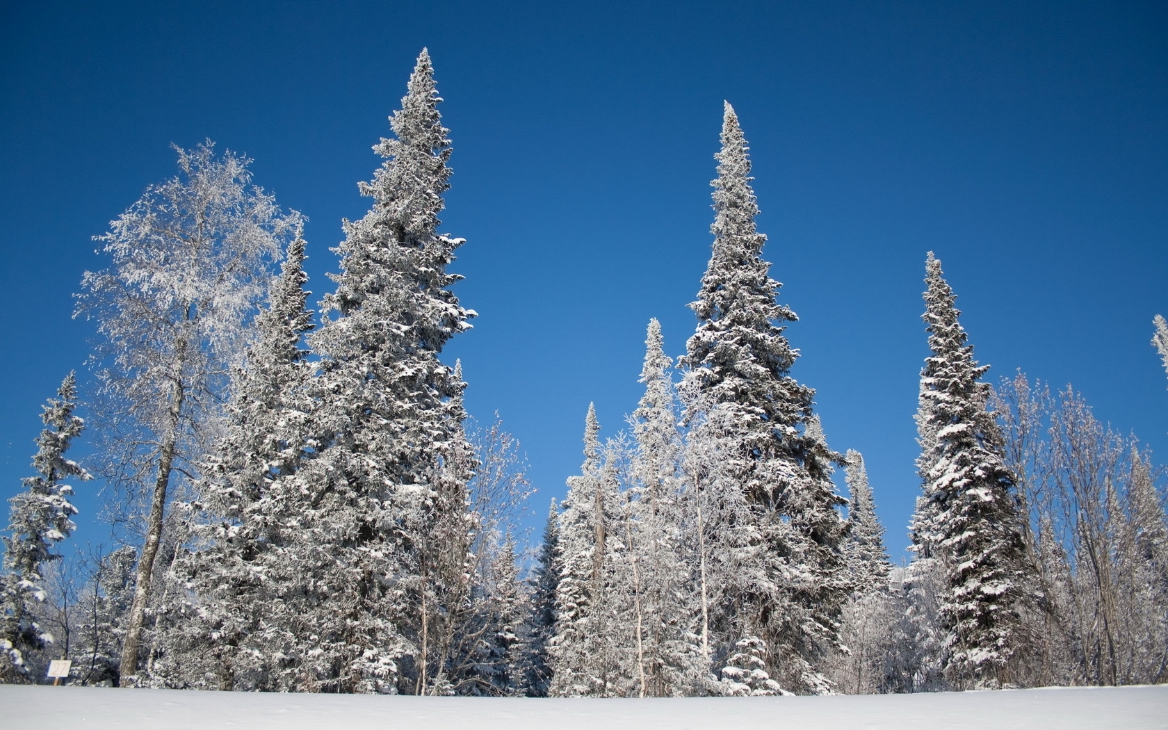 Snow-covered trees in winter