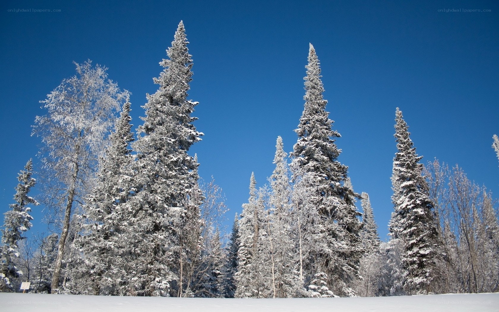 Snow-covered trees in winter