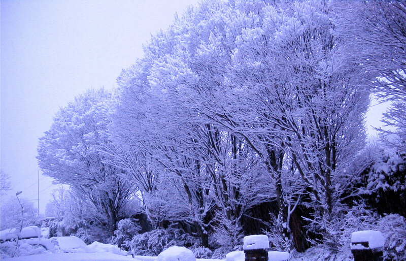 Snow-covered trees in winter