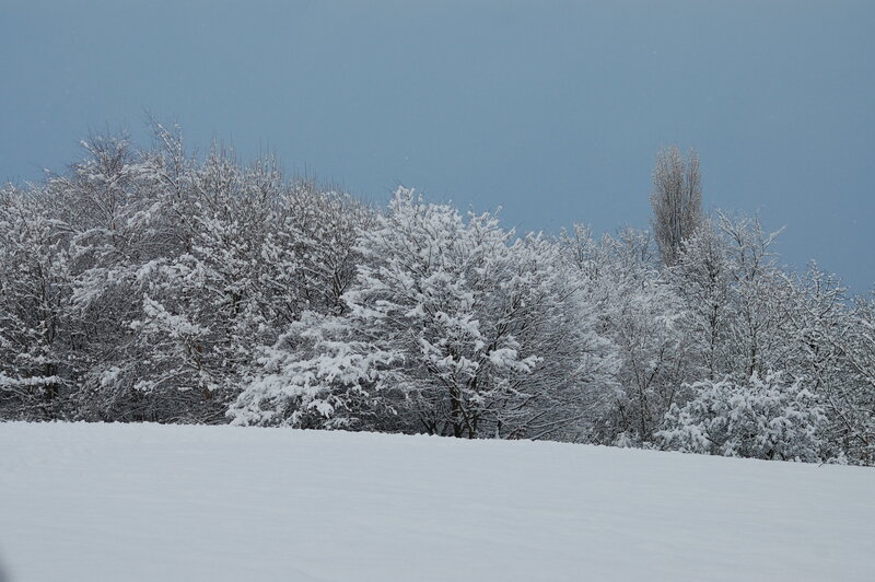 Snow-covered trees in winter