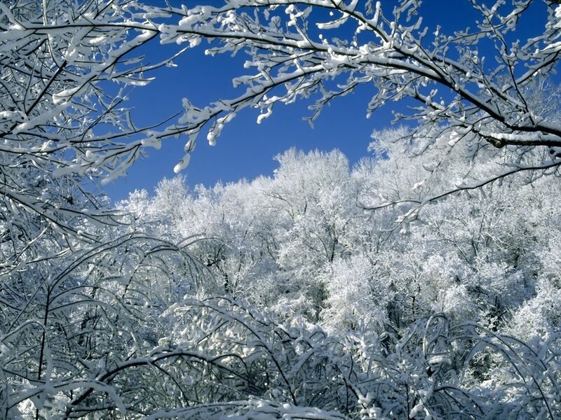 Snow-covered trees in winter