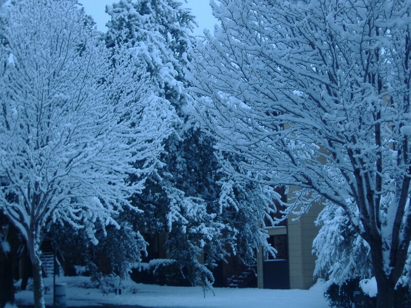 Snow-covered trees in winter