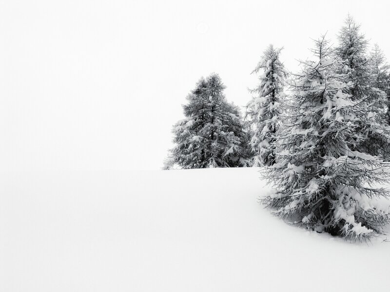 Snow-covered trees in winter