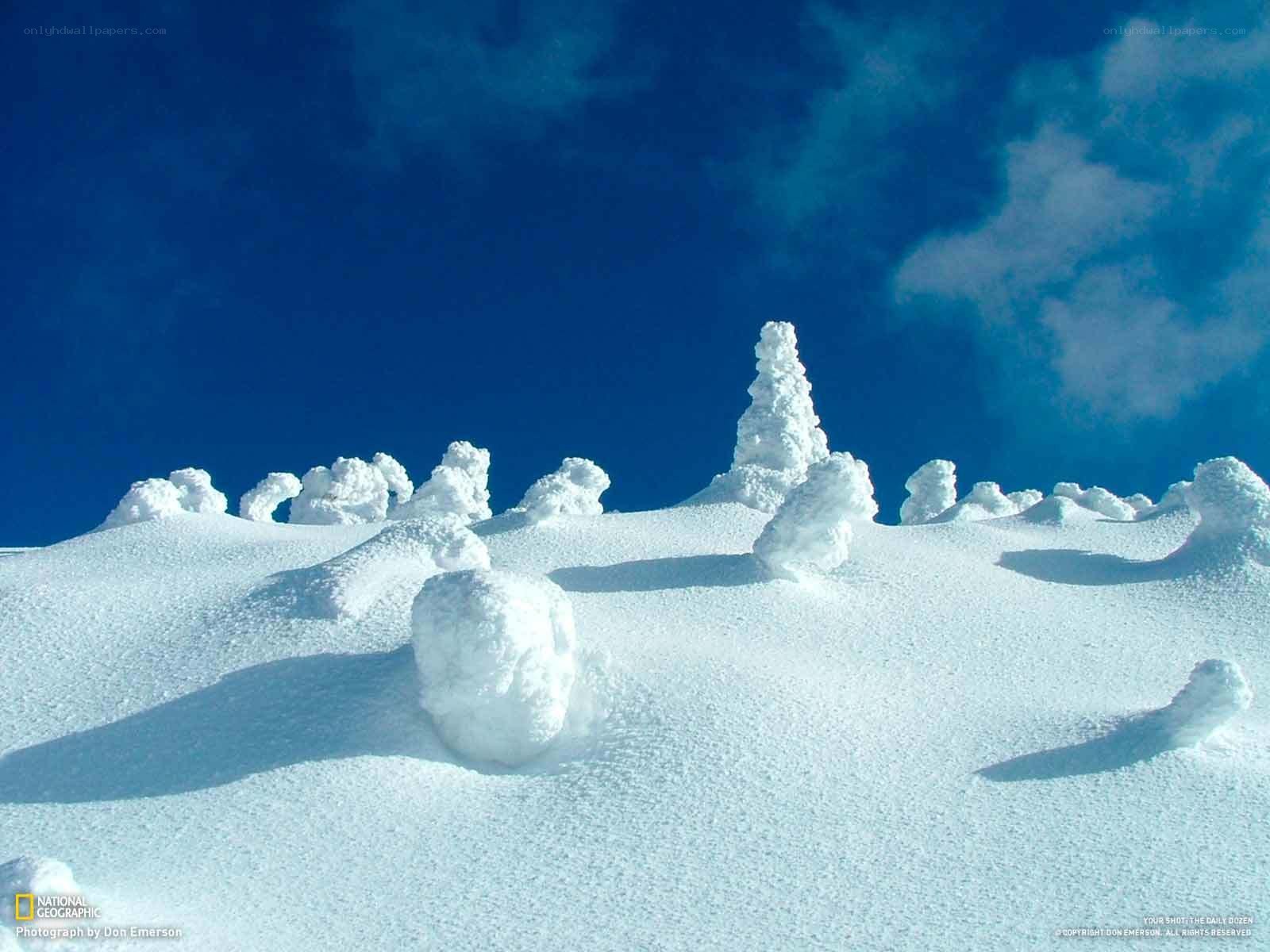 Snow-covered trees in winter