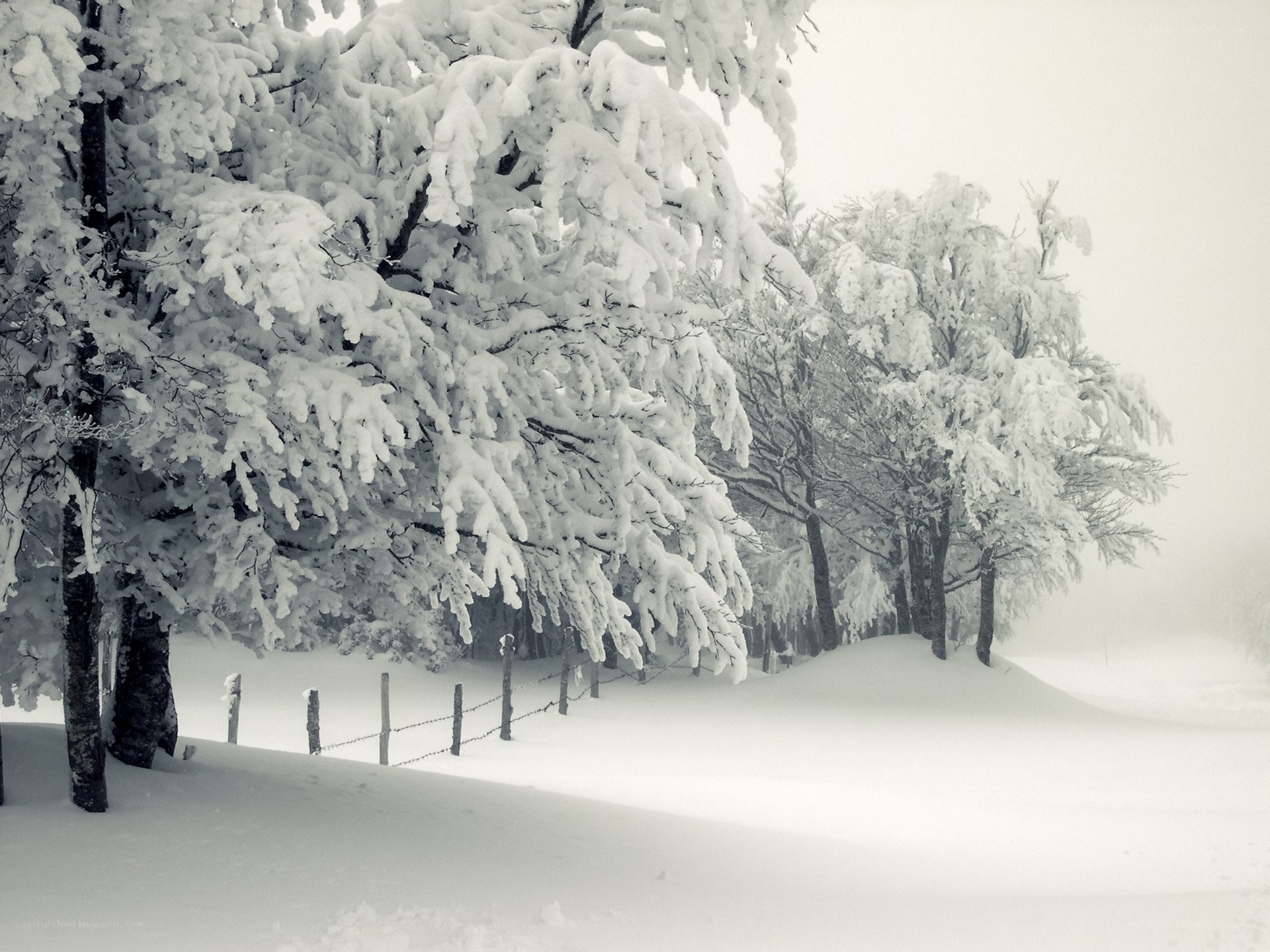 Snow-covered trees in winter