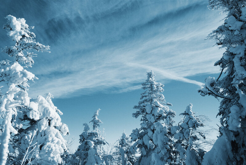 Snow-covered trees in winter