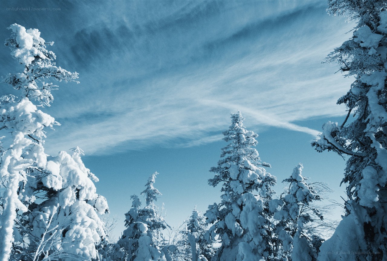 Snow-covered trees in winter