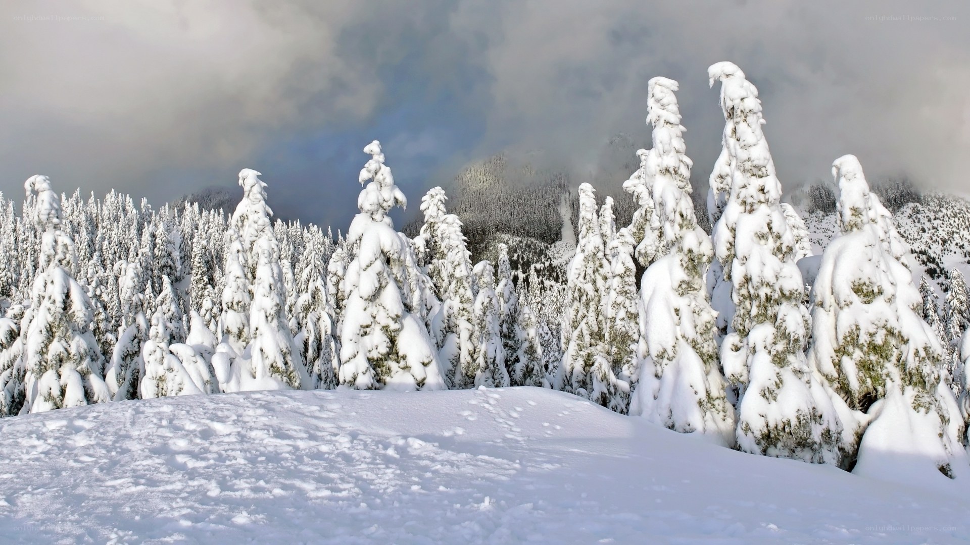 snow-covered trees in winter