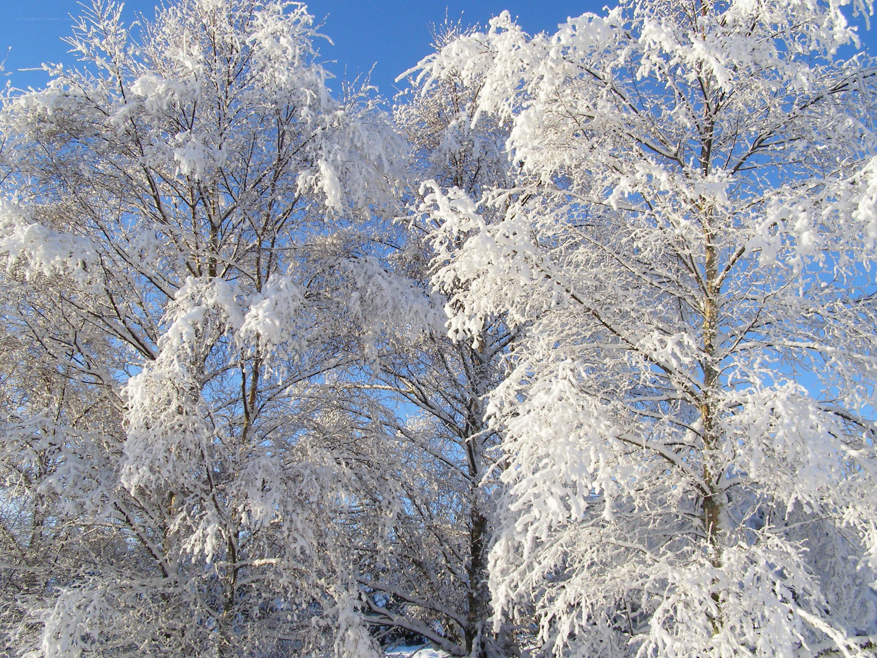 Snow-covered trees in winter