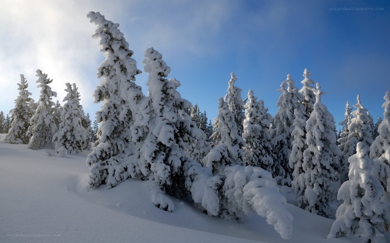 Snow-covered trees in winter