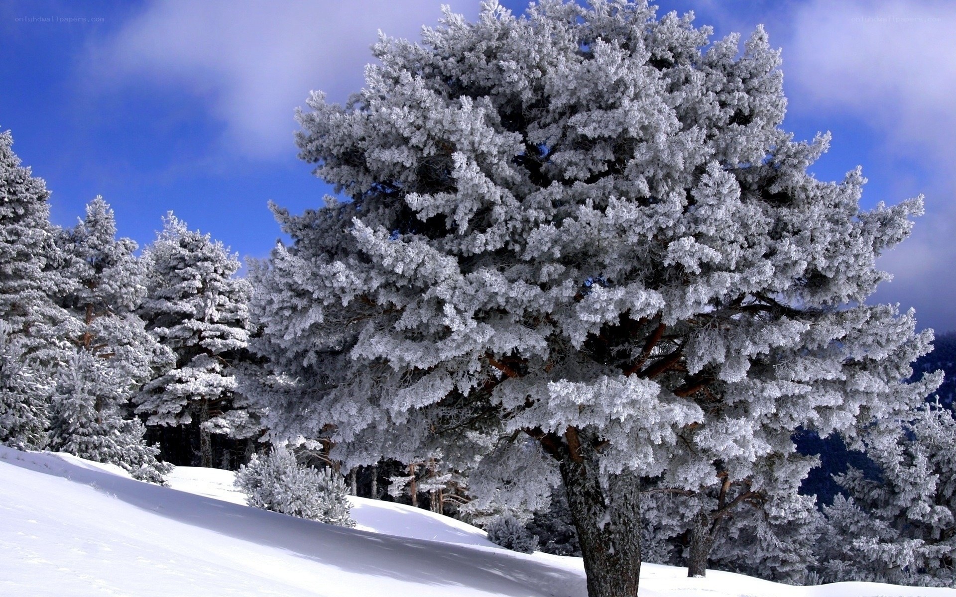 Snow-covered trees in winter