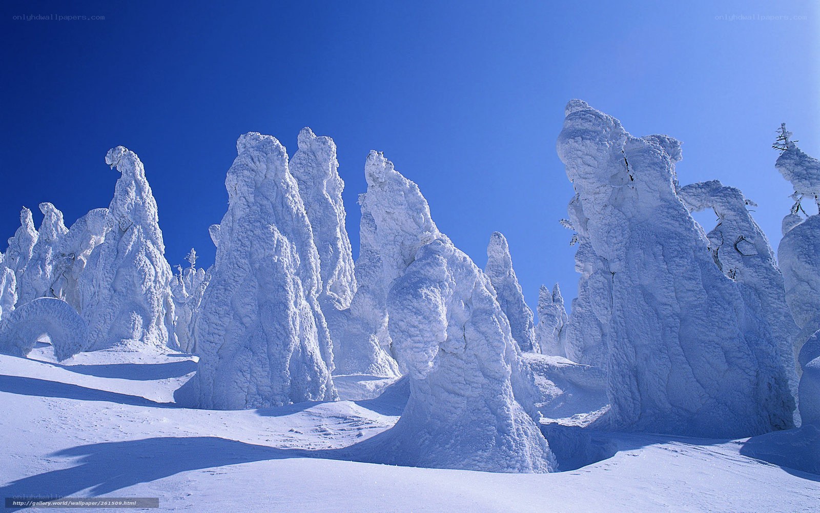 Snow-covered trees in winter