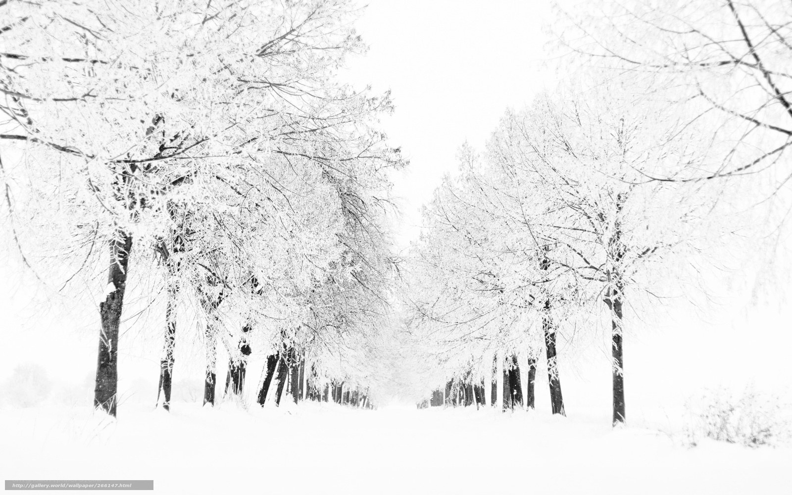 Snow-covered trees in winter