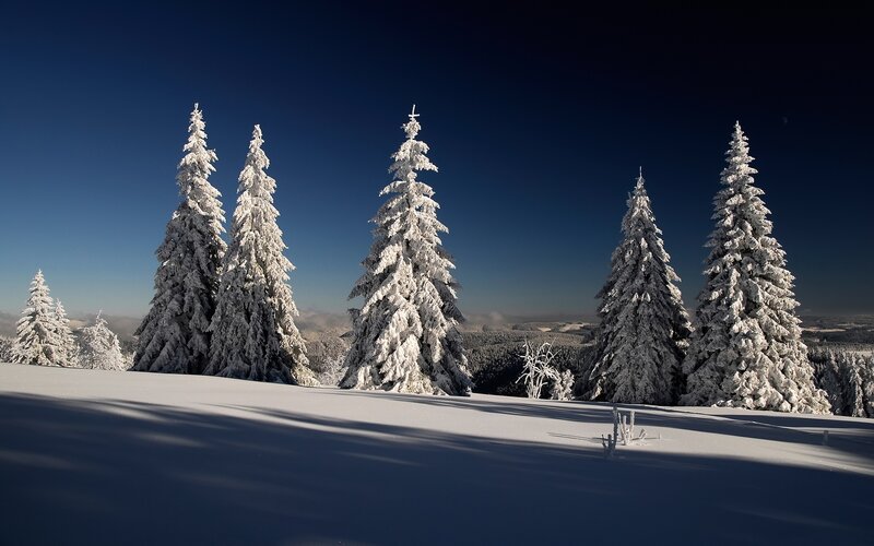 Snow-covered trees in winter